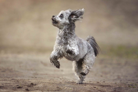 Rennender Bolonka Zwetna, Berlin